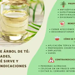 Aceite de árbol de té: sus propiedades antisépticas y antivirales explican para qué sirve, como curar afecciones de la piel.