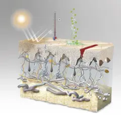 Corte transversal de la piel mostrando la dermis con vasos sanguíneos, folículos pilosos y glándulas. El sol irradia calor y luz, mientras que unas gotas verdes caen sobre la superficie.