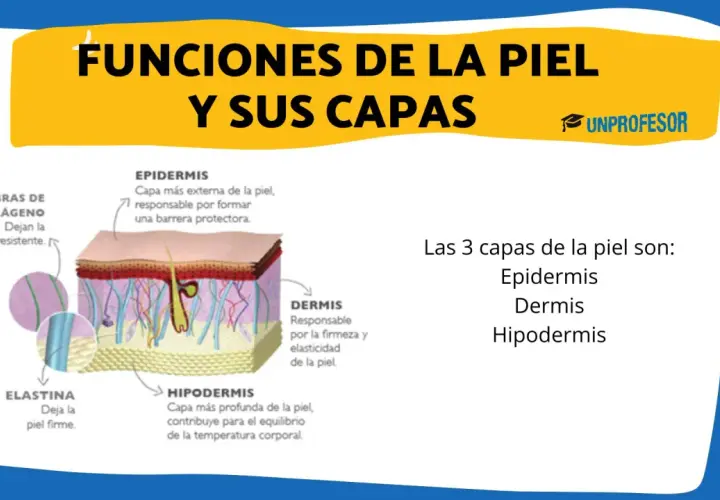 Ilustración detallada de las capas de la piel: epidermis, dermis e hipodermis, mostrando fibras de colágeno y elastina.