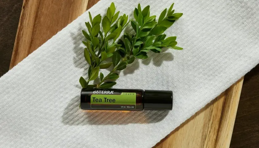 Aceite árbol de té roll-on, con hojas verdes. Considera las contraindicaciones antes de usar.