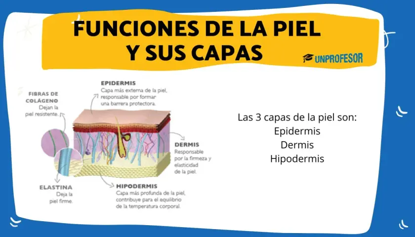 Ilustración detallada de las capas de la piel: epidermis, dermis e hipodermis, mostrando fibras de colágeno y elastina.