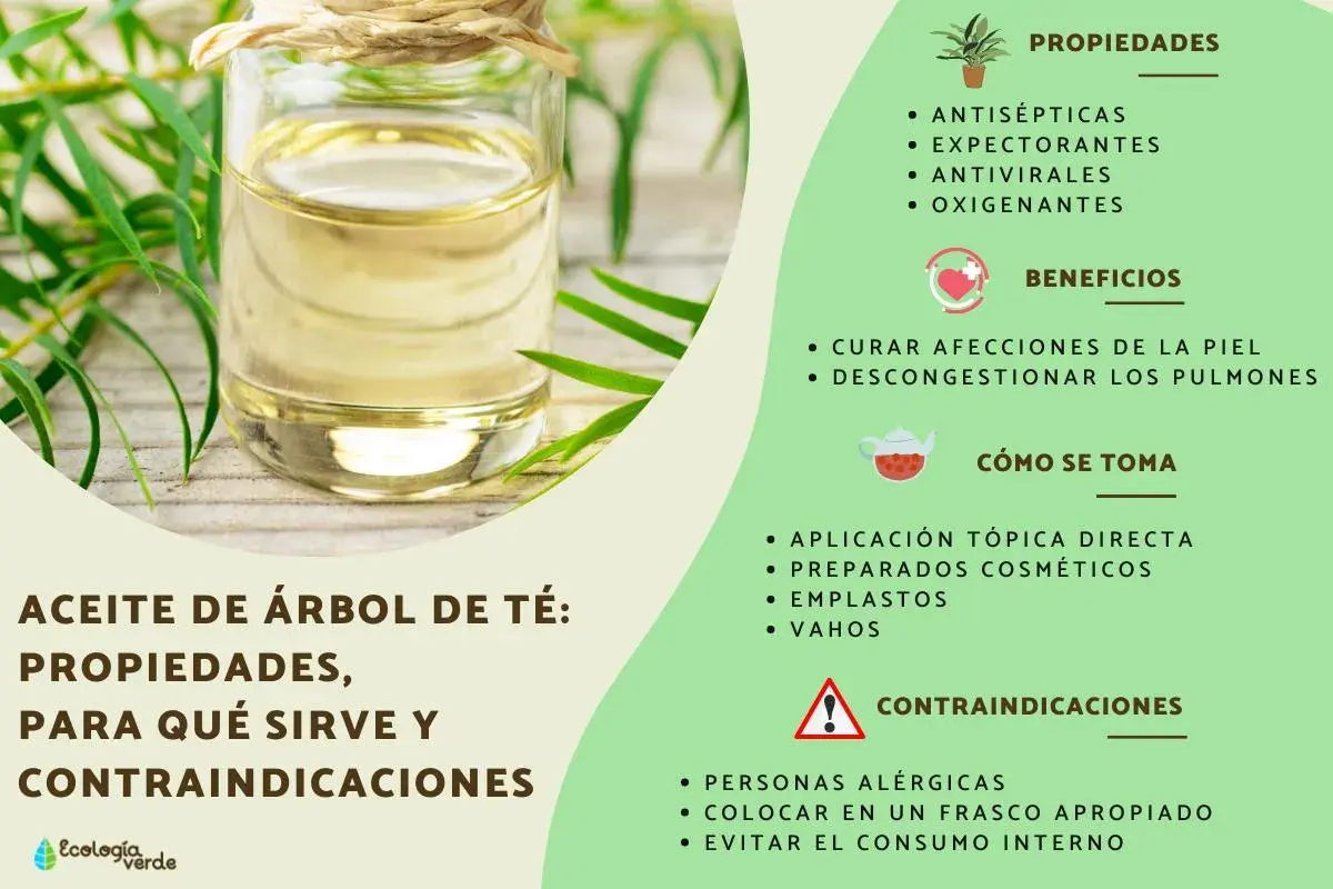 Aceite de árbol de té: sus propiedades antisépticas y antivirales explican para qué sirve, como curar afecciones de la piel.